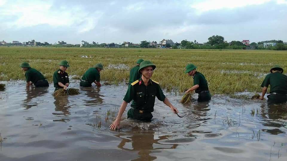 Xã hội - Thái Bình: Công an, quân đội gặt lúa giúp dân tránh bão (Hình 4).