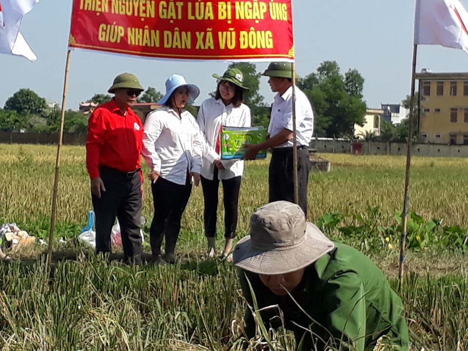 Xã hội - Thái Bình: Công an, quân đội gặt lúa giúp dân tránh bão (Hình 6).