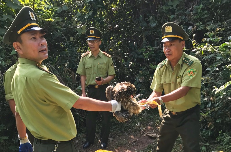 Xã hội - Quảng Ninh: 16 con chim diều hâu hoang dã được thả