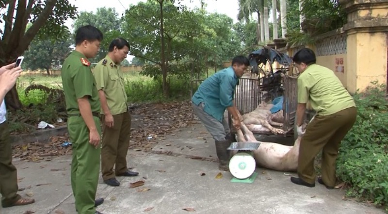 Xã hội - Hưng Yên: Thu giữ, tiêu hủy 450kg lợn chết trên đường đi tiêu thụ