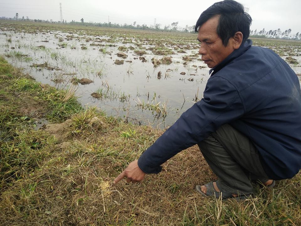 An ninh - Hình sự - Nỗi đau của hai hộ gia đình khi 9 con bò bỗng lăn đùng ra chết (Hình 2).