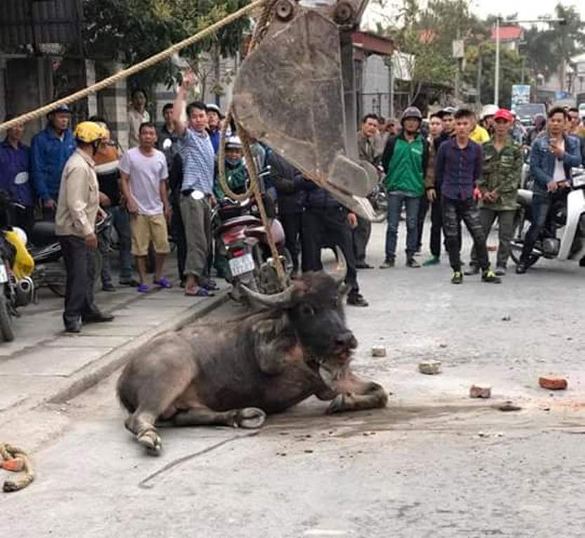 Hải Phòng: Dùng máy cẩu hạ trâu ‘điên’ húc 2 người nhập viện