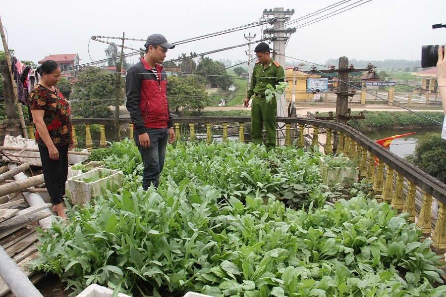 Hưng Yên: Phát hiện hơn 100 cây thuốc phiện được trồng trong nghĩa trang