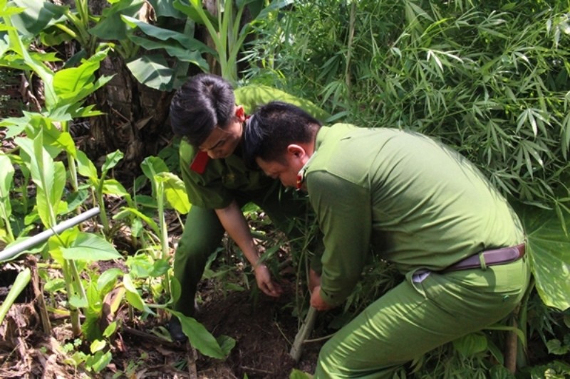 Điều tra vụ người dân trồng cần sa trái phép trong vườn để… chữa bệnh xương khớp