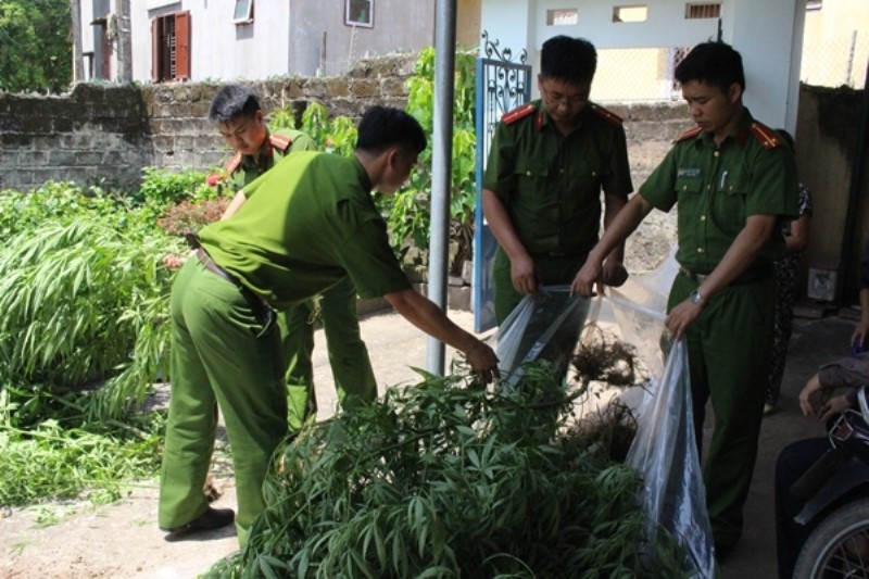 Điều tra vụ người dân trồng cần sa trái phép trong vườn để… chữa bệnh xương khớp (Hình 2).