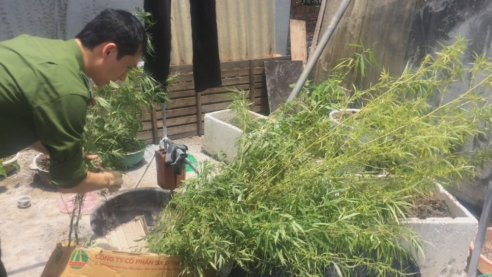 Bắt đối tượng trồng tr&aacute;i ph&eacute;p h&agrave;ng chục c&acirc;y cần sa tr&ecirc;n m&aacute;i nh&agrave; để sử dụng