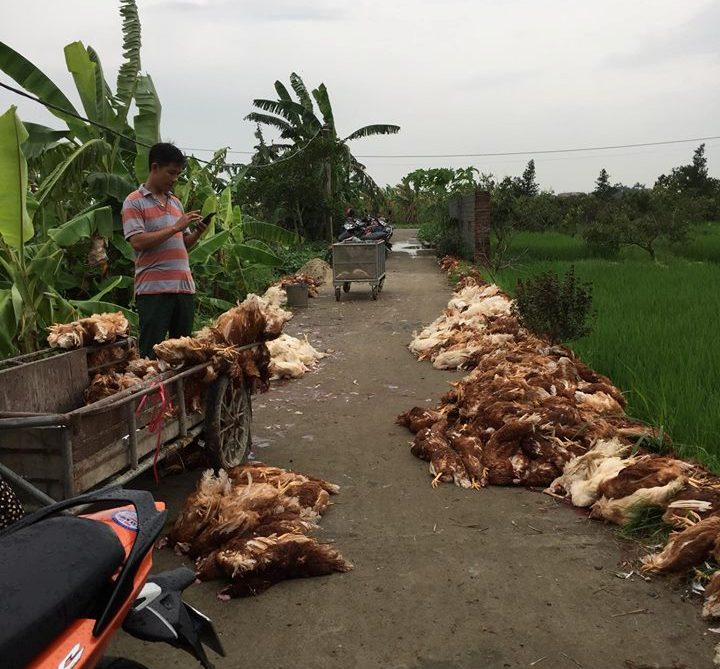 Tin nhanh - Nông dân khóc ròng vì hàng ngàn con gà bị chết do sự cố điện