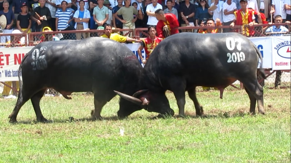 Mới- nóng - Lễ hội chọi trâu Đồ Sơn 2019: Trâu số 07 lên ngôi ngoạn mục sau những trận “huyết chiến”