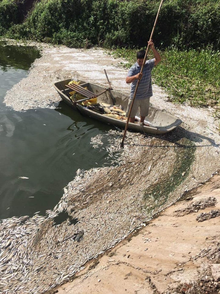 Tin nhanh - Đang điều tra vụ hơn 3 tấn cá của nông dân bị chết nghi do đầu độc	 (Hình 2).