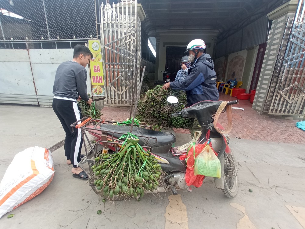 Văn hoá - Về làng nghề trồng và chế biến cau nổi tiếng của đồng bằng Bắc Bộ (Hình 2).