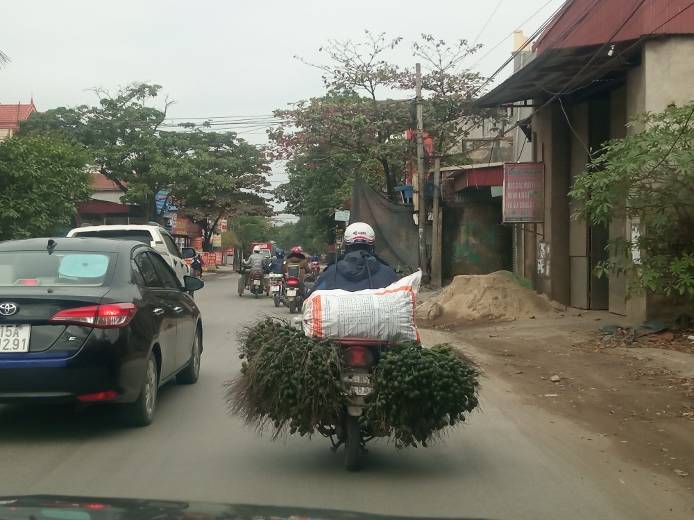 Văn hoá - Về làng nghề trồng và chế biến cau nổi tiếng của đồng bằng Bắc Bộ