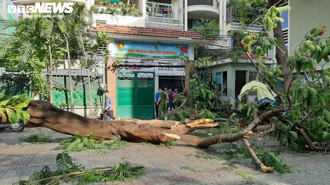 Tin nhanh - Cây phượng trong sân trường bật gốc khiến nhiều học sinh bị thương, một em tử vong