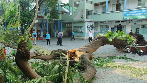 Tin nhanh - Hà Nội yêu cầu rà soát hệ thống cây xanh trong trường học đề phòng gãy đổ