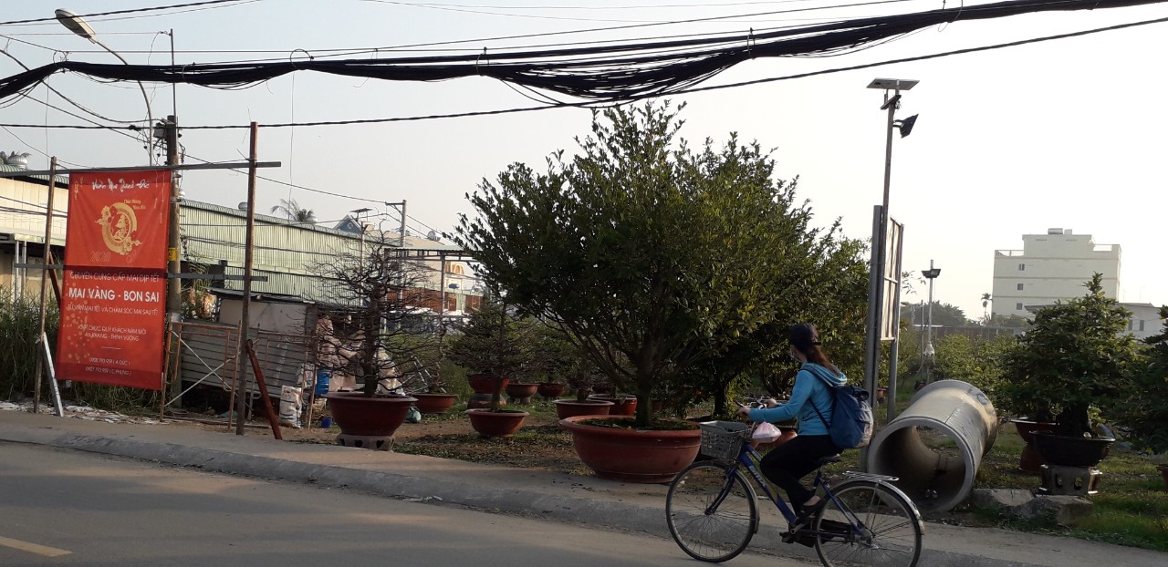 Tiêu dùng & Dư luận - Mai vàng xuống phố chào Xuân Canh Tý