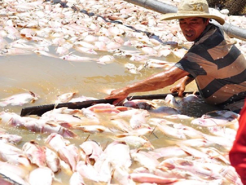 Nguyên nhân khiến hơn 1.500 tấn cá bè chết trên sông La Ngà