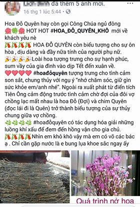 Dân sinh - 'Đỗ quyên ngủ đông” gây 'sốt' thị trường hoa Tết 2018