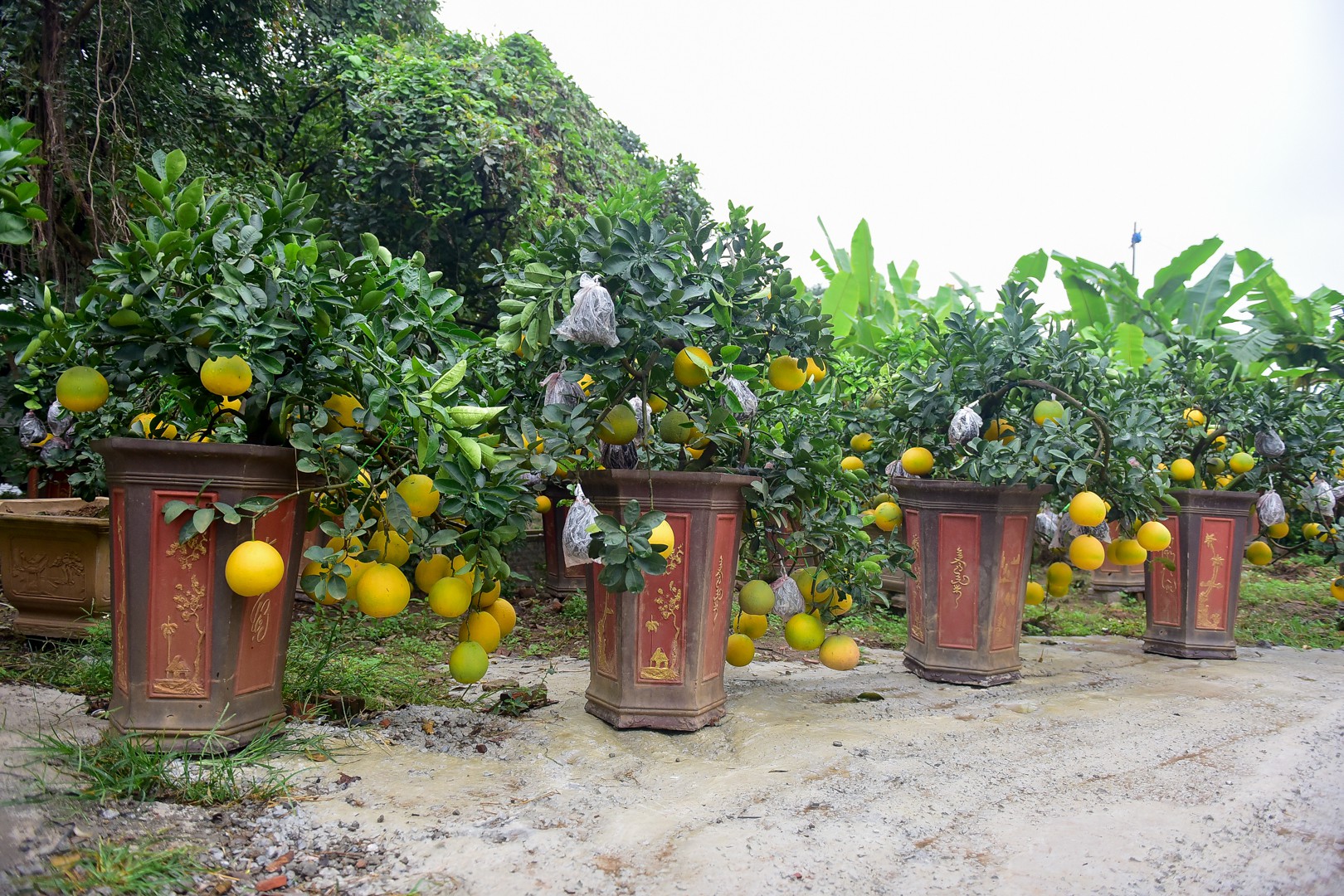 Dân sinh - Vì sao người Việt sẵn sàng chi bạc triệu cho thú chơi Tết “độc” bằng cây bonsai? (Hình 3).