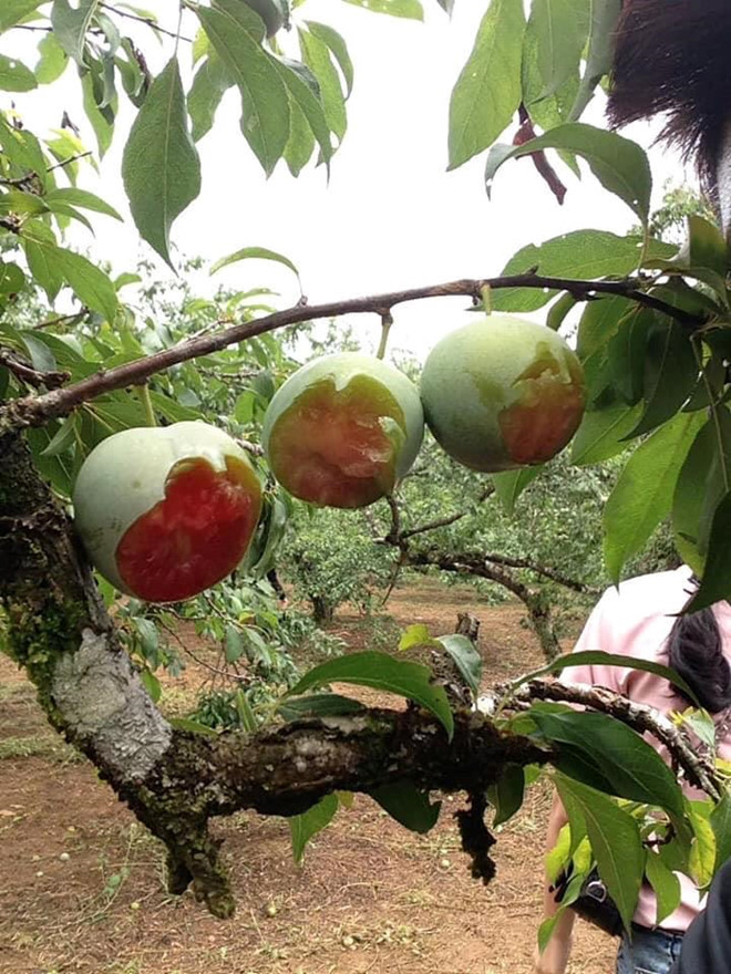 Cộng đồng mạng - Cô gái lội xuống suối cá thần ở Thanh Hóa khiến dân mạng bức xúc (Hình 2).