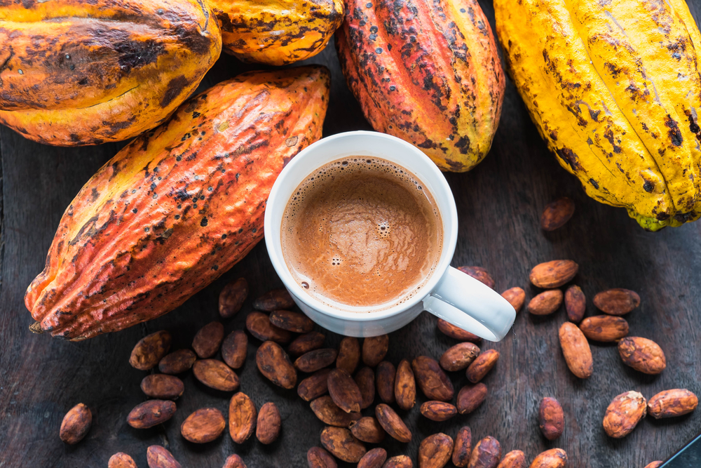 Sức khỏe - Chuyện những cặp đôi không hoàn hảo 19: Cacao và sữa tưởng kết hợp “keo sơn” nào ngờ “như nước với lửa” (Hình 2).