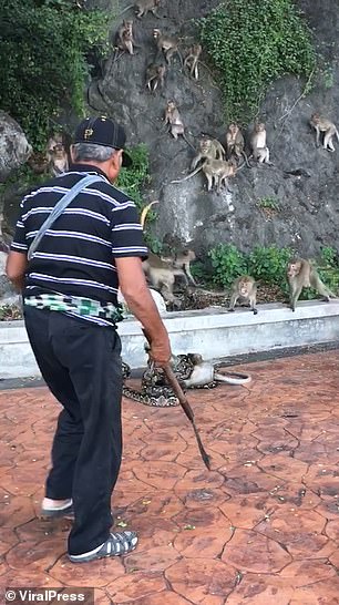 Cộng đồng mạng - Thế giới động vật: Trăn siêu to khổng lồ siết chết khỉ, cả đàn bất lực nhìn đồng loại chết (Hình 2).