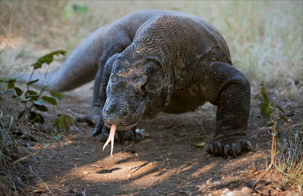 Cộng đồng mạng - Giải mã bí ẩn: “Vũ khí” nào biến rồng Komodo thành sát thủ săn mồi