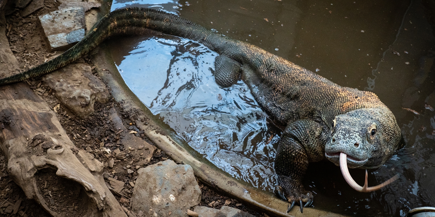 Cộng đồng mạng - Giải mã bí ẩn: “Vũ khí” nào biến rồng Komodo thành sát thủ săn mồi (Hình 2).