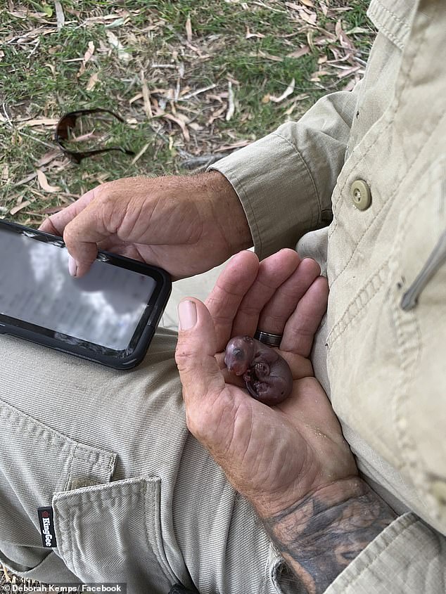 Online community - Photo series: Horrifying scene of python crawling up a tree and strangling a marsupial to death, luckily the baby escaped