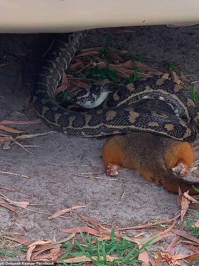 Comunidad online - Serie fotográfica: Horrible escena de una pitón trepando un árbol y estrangulando hasta la muerte a un marsupial, afortunadamente la cría escapó (Foto 2).