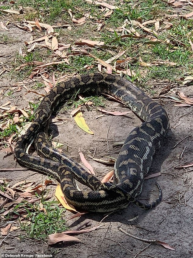 Online community - Photo series: Horrifying scene of python crawling up a tree and strangling a marsupial to death, luckily the baby escaped (Photo 3).