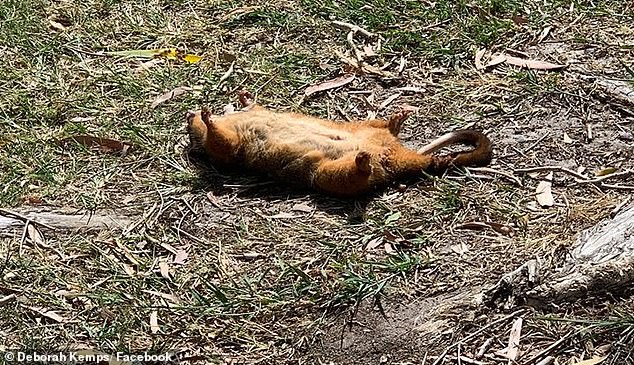 Comunidad online - Serie fotográfica: Horrible escena de una pitón trepando un árbol y estrangulando hasta la muerte a un marsupial, afortunadamente la cría escapó (Foto 4).