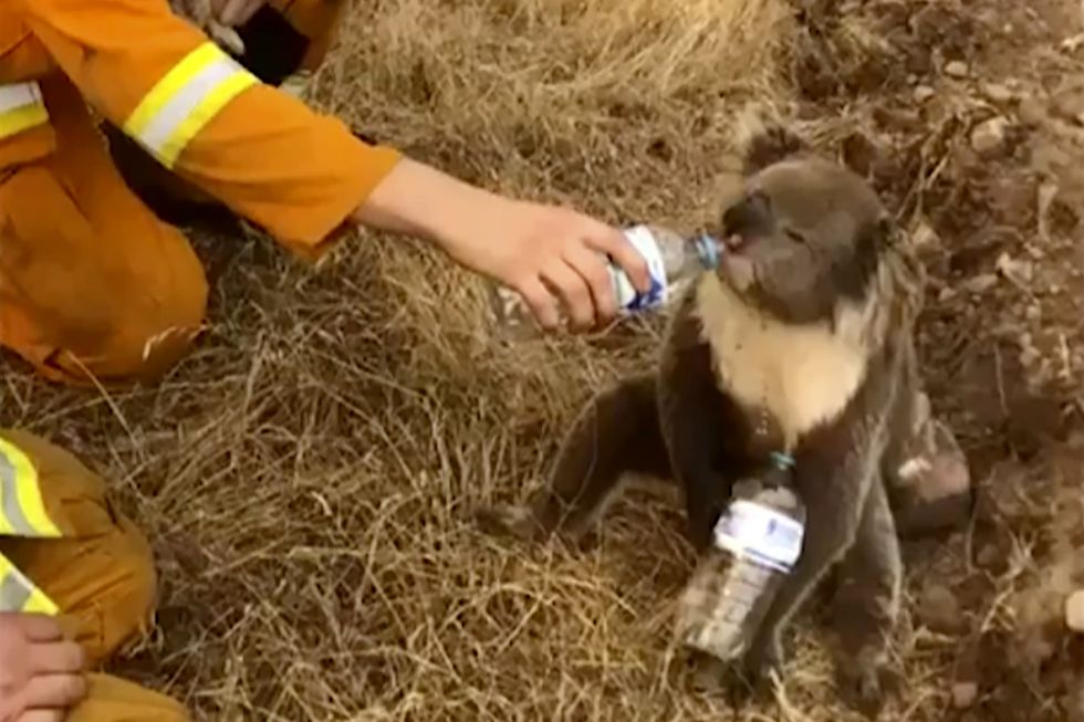 Dân sinh - Giải cứu gấu Koala khỏi bão lửa kinh hoàng, chàng thanh niên 22 tuổi trở thành người hùng (Hình 2).