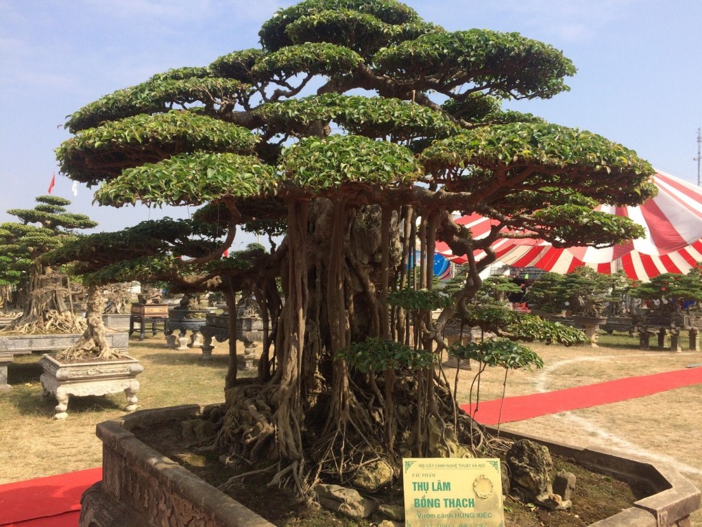 Xã hội - Mê mệt với “kỳ hoa dị thảo” giá hơn chục tỷ tại triển lãm cây cảnh