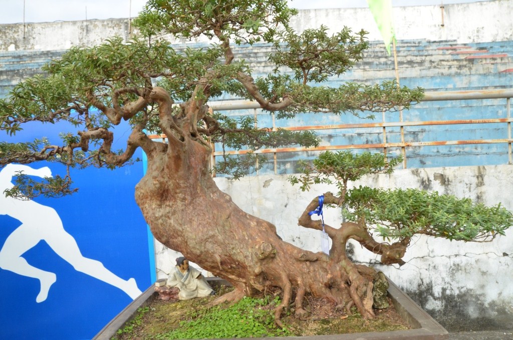 Xã hội - Mê mệt với “kỳ hoa dị thảo” giá hơn chục tỷ tại triển lãm cây cảnh (Hình 7).