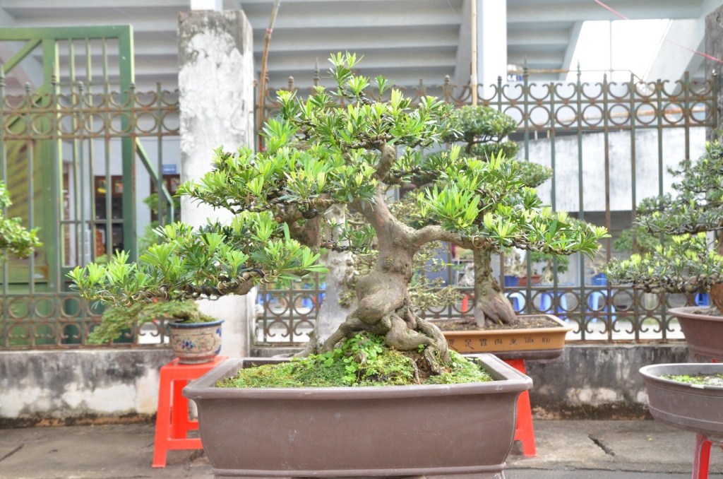 Xã hội - Mê mệt với “kỳ hoa dị thảo” giá hơn chục tỷ tại triển lãm cây cảnh (Hình 10).