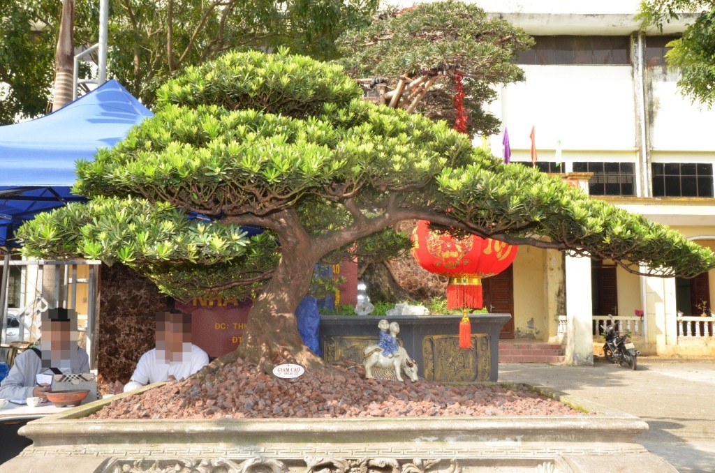 Xã hội - Mê mệt với “kỳ hoa dị thảo” giá hơn chục tỷ tại triển lãm cây cảnh (Hình 5).