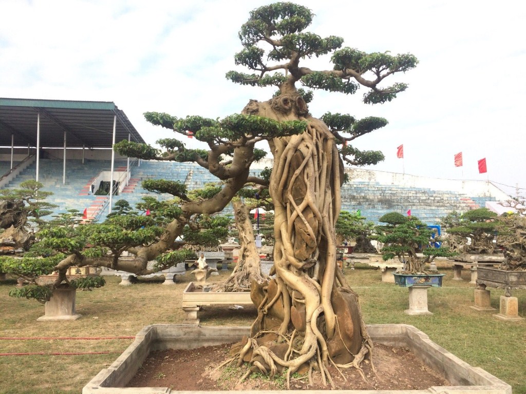 Xã hội - Mê mệt với “kỳ hoa dị thảo” giá hơn chục tỷ tại triển lãm cây cảnh (Hình 9).