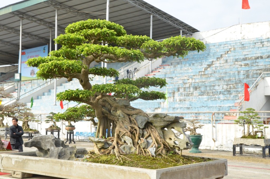 Xã hội - Mê mệt với “kỳ hoa dị thảo” giá hơn chục tỷ tại triển lãm cây cảnh (Hình 8).