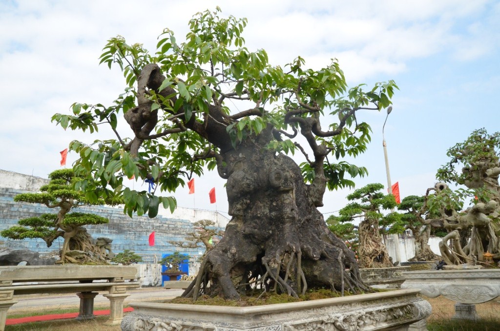 Xã hội - Mê mệt với “kỳ hoa dị thảo” giá hơn chục tỷ tại triển lãm cây cảnh (Hình 6).