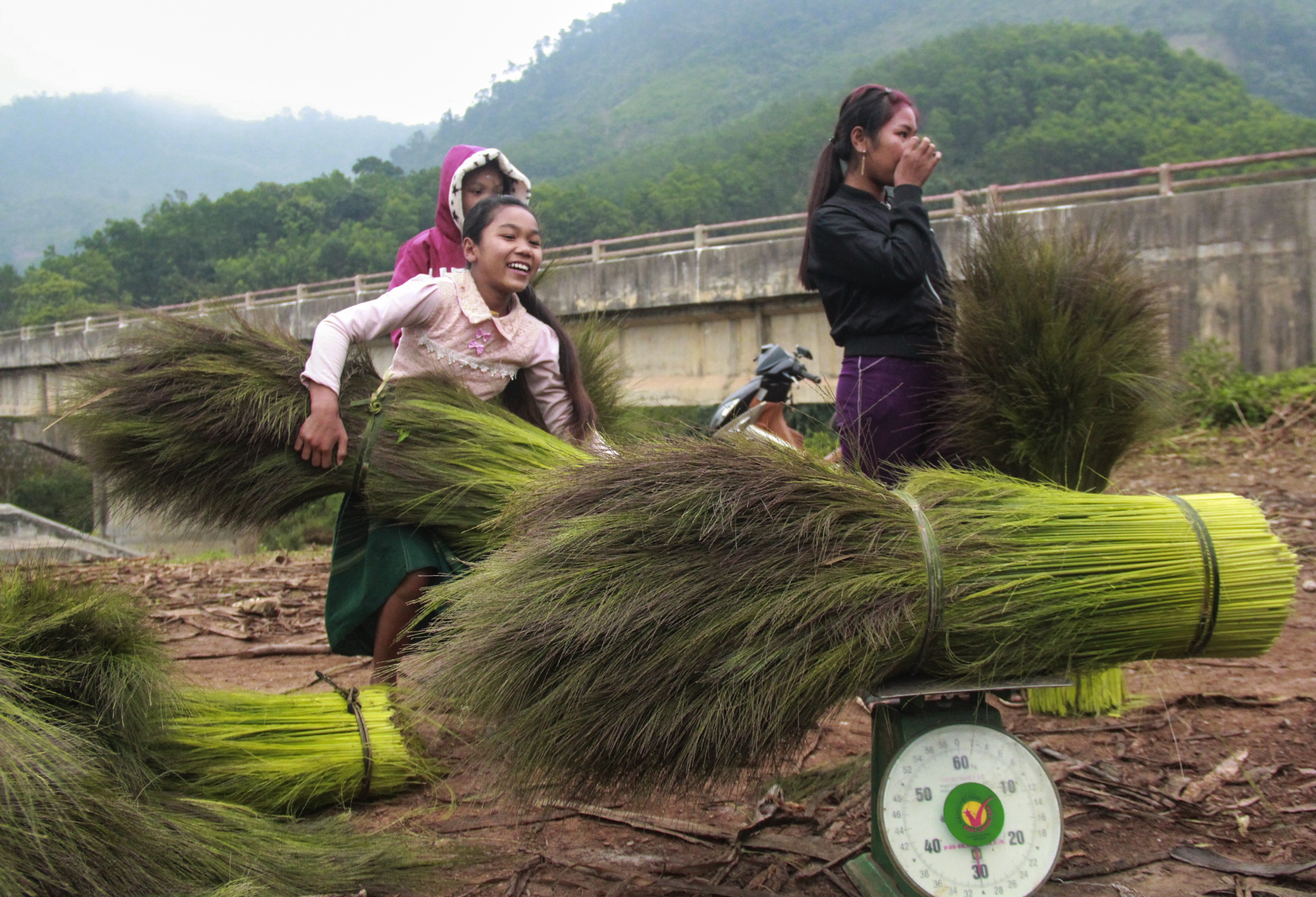 Các thương lái sẽ lên tập kết “lộc trời” và thu mua cho bà con ở đầu các bản làng.