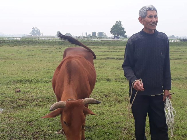 Vụ trâu bò ăn cỏ ở đồng phải đóng phí: Sẽ xin lỗi và trả tiền cho dân