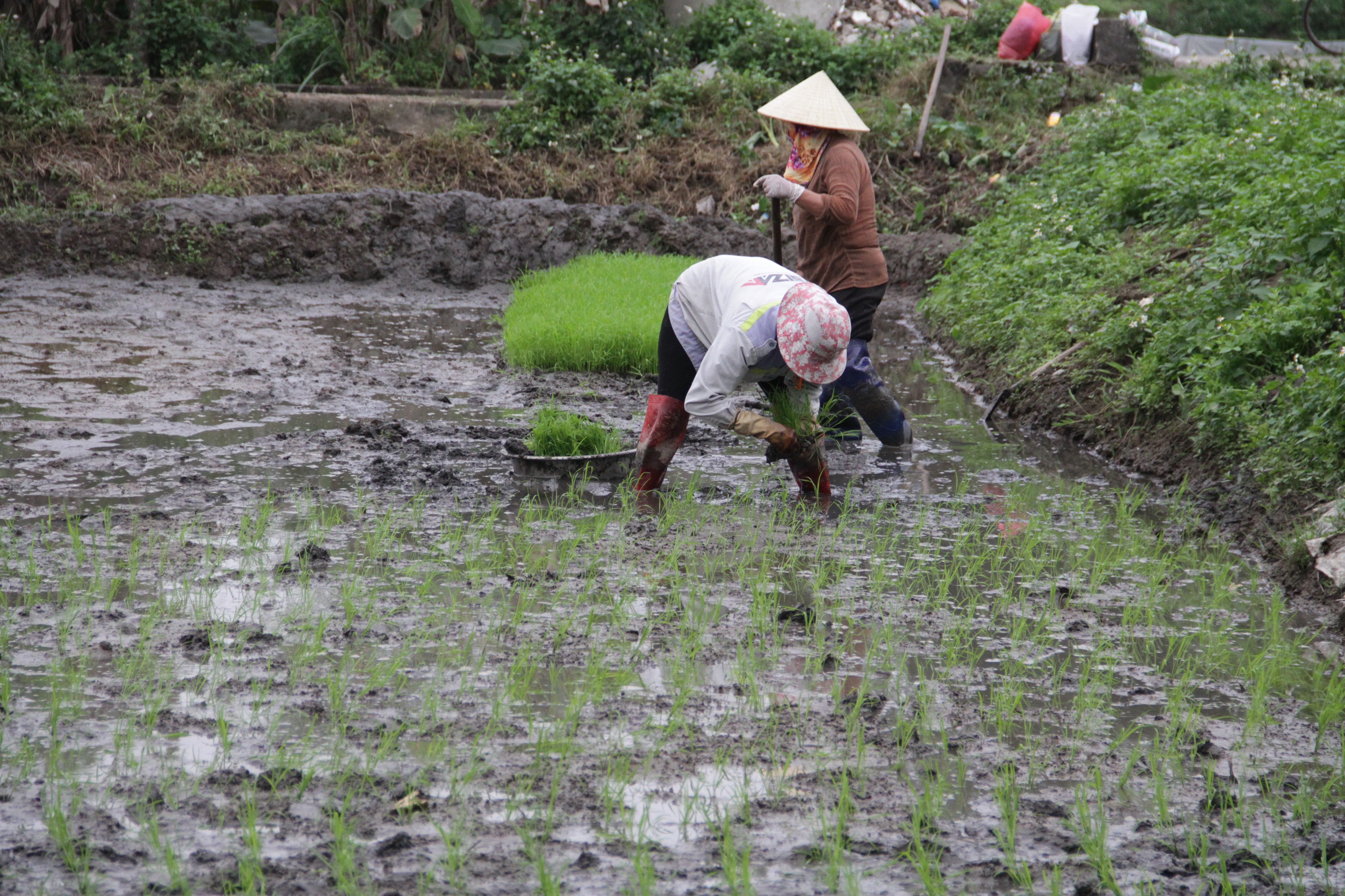 Dân sinh - Thợ cấy thời vụ 'còng lưng' kiếm gần nửa triệu đồng/ngày  (Hình 10).