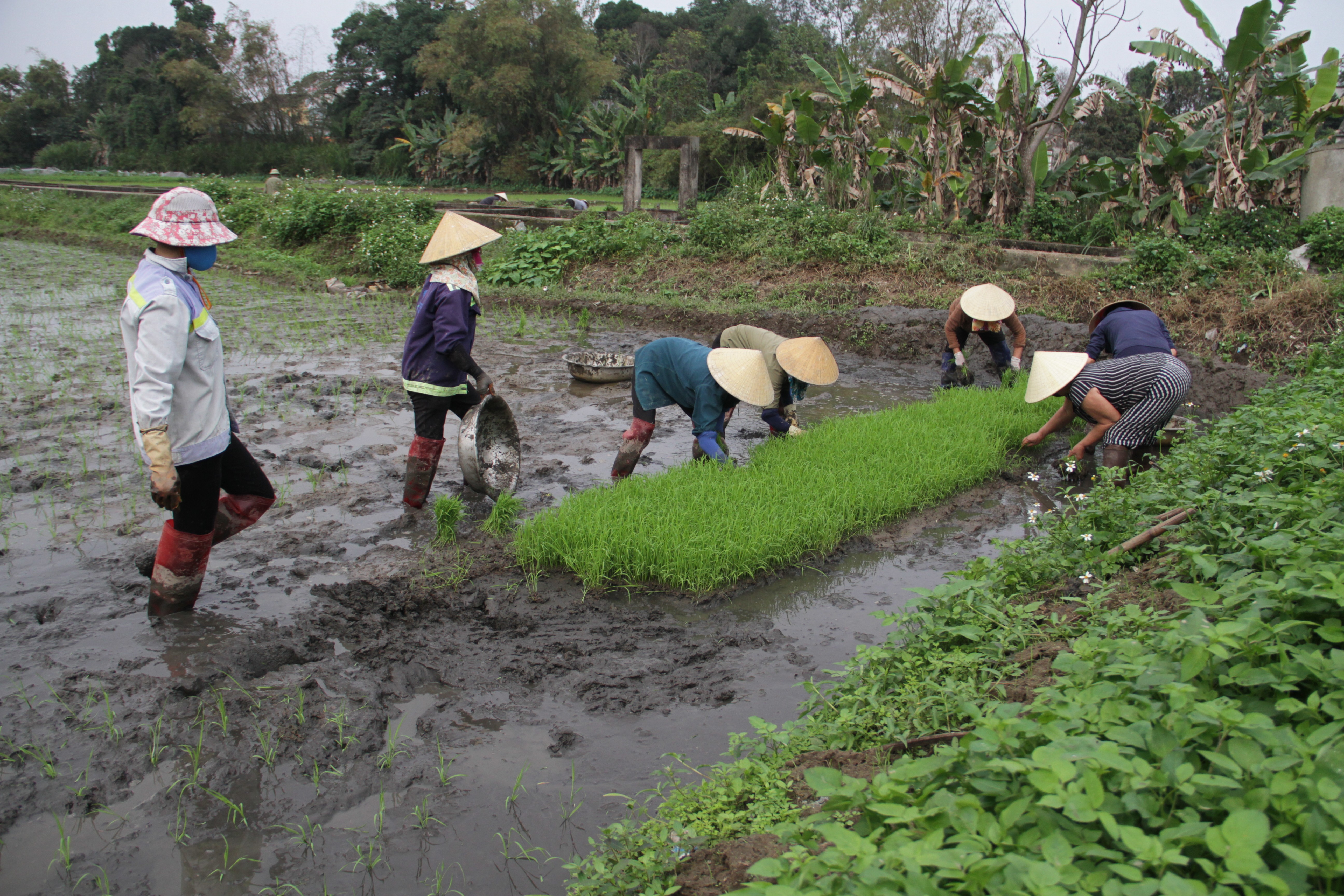 Dân sinh - Thợ cấy thời vụ 'còng lưng' kiếm gần nửa triệu đồng/ngày  (Hình 11).