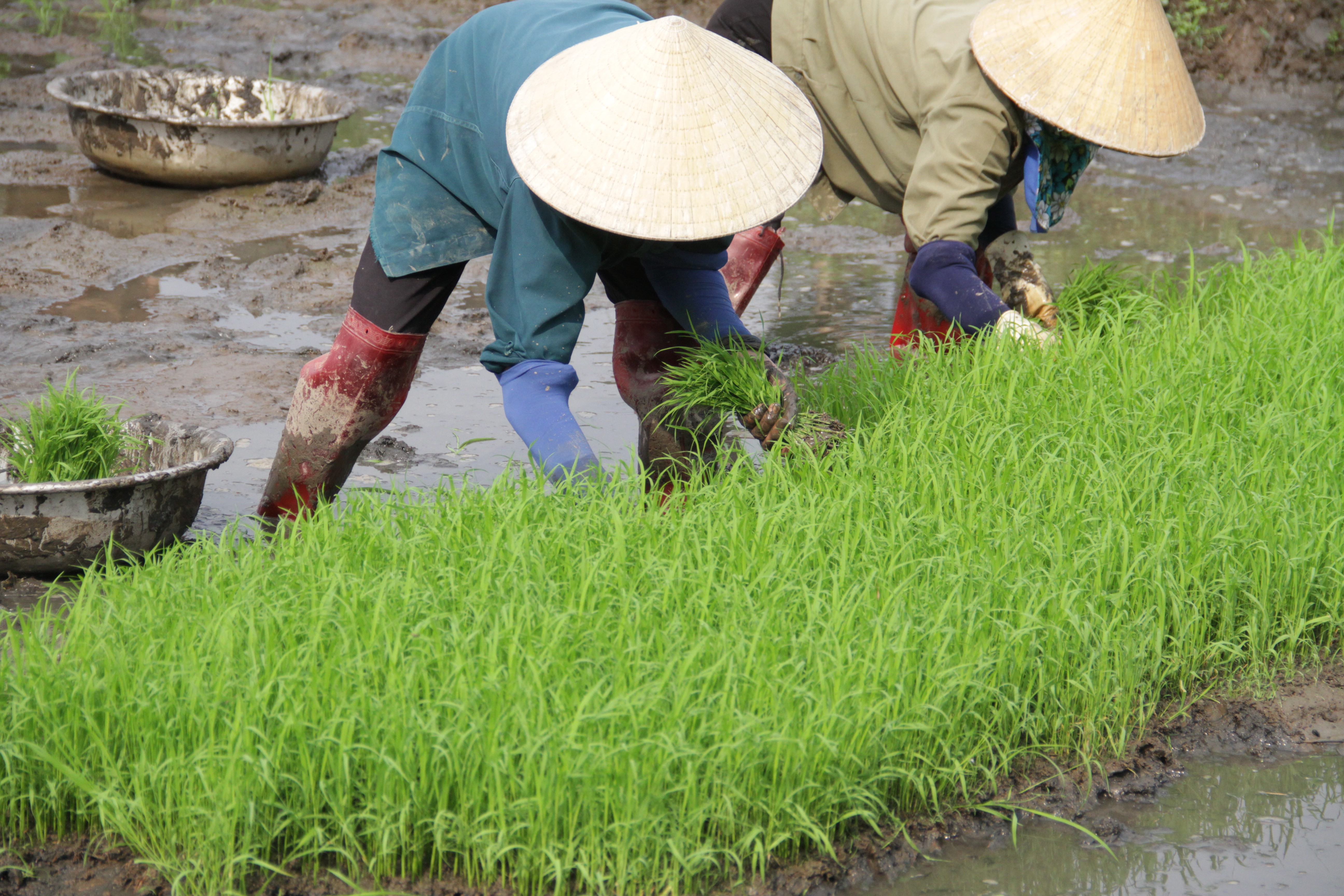 Dân sinh - Thợ cấy thời vụ 'còng lưng' kiếm gần nửa triệu đồng/ngày 