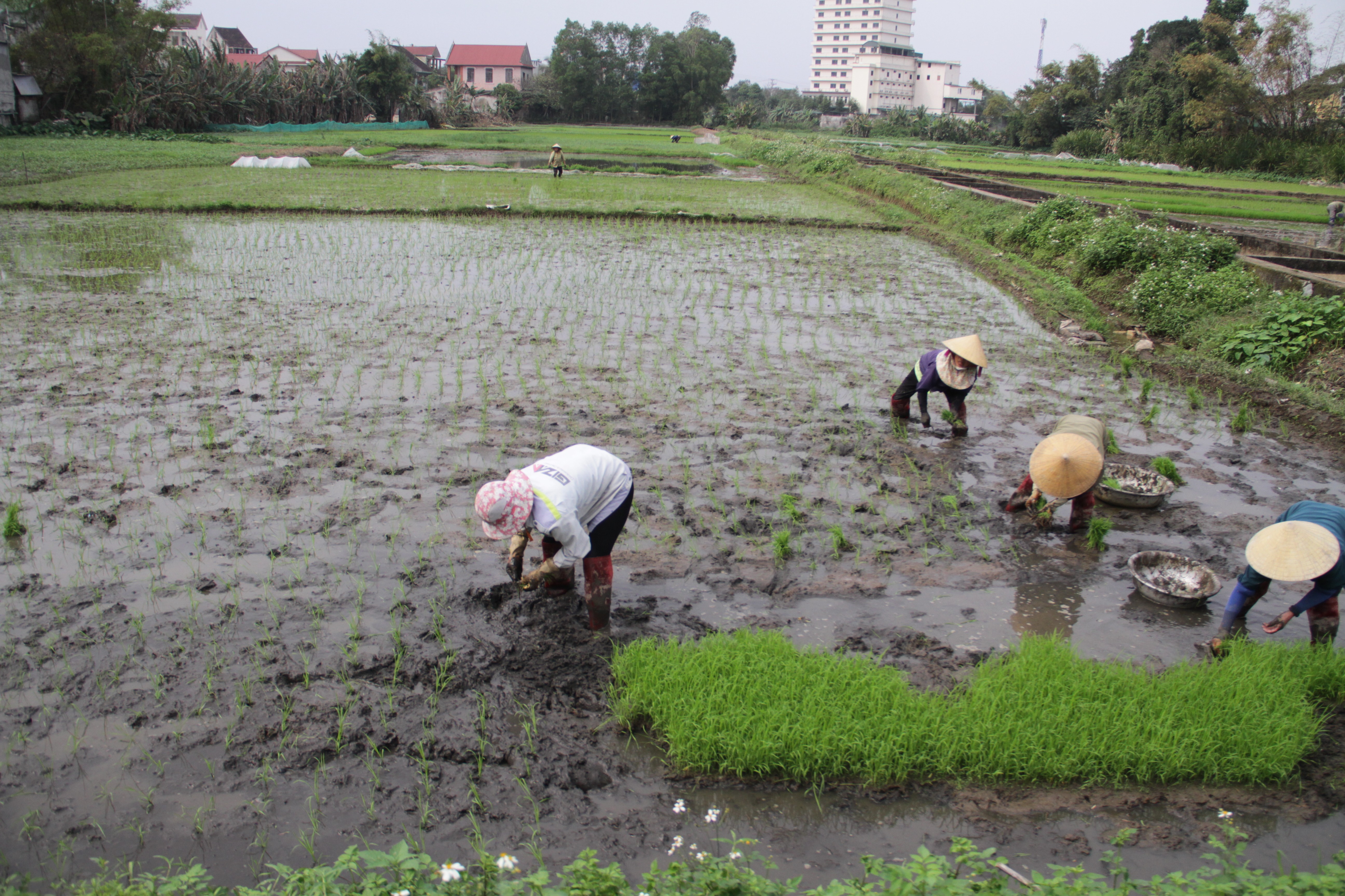 Dân sinh - Thợ cấy thời vụ 'còng lưng' kiếm gần nửa triệu đồng/ngày  (Hình 2).