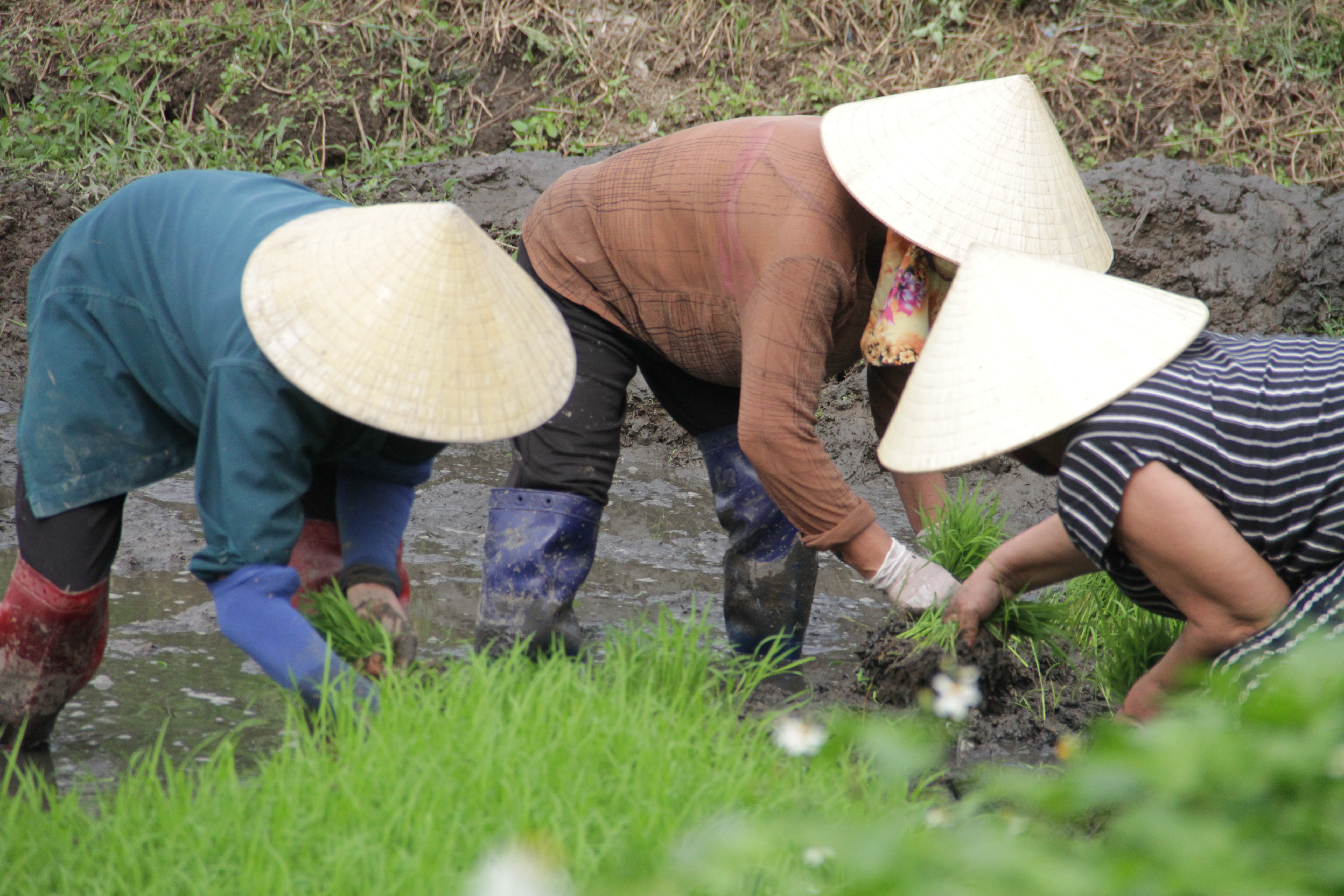 Dân sinh - Thợ cấy thời vụ 'còng lưng' kiếm gần nửa triệu đồng/ngày  (Hình 9).