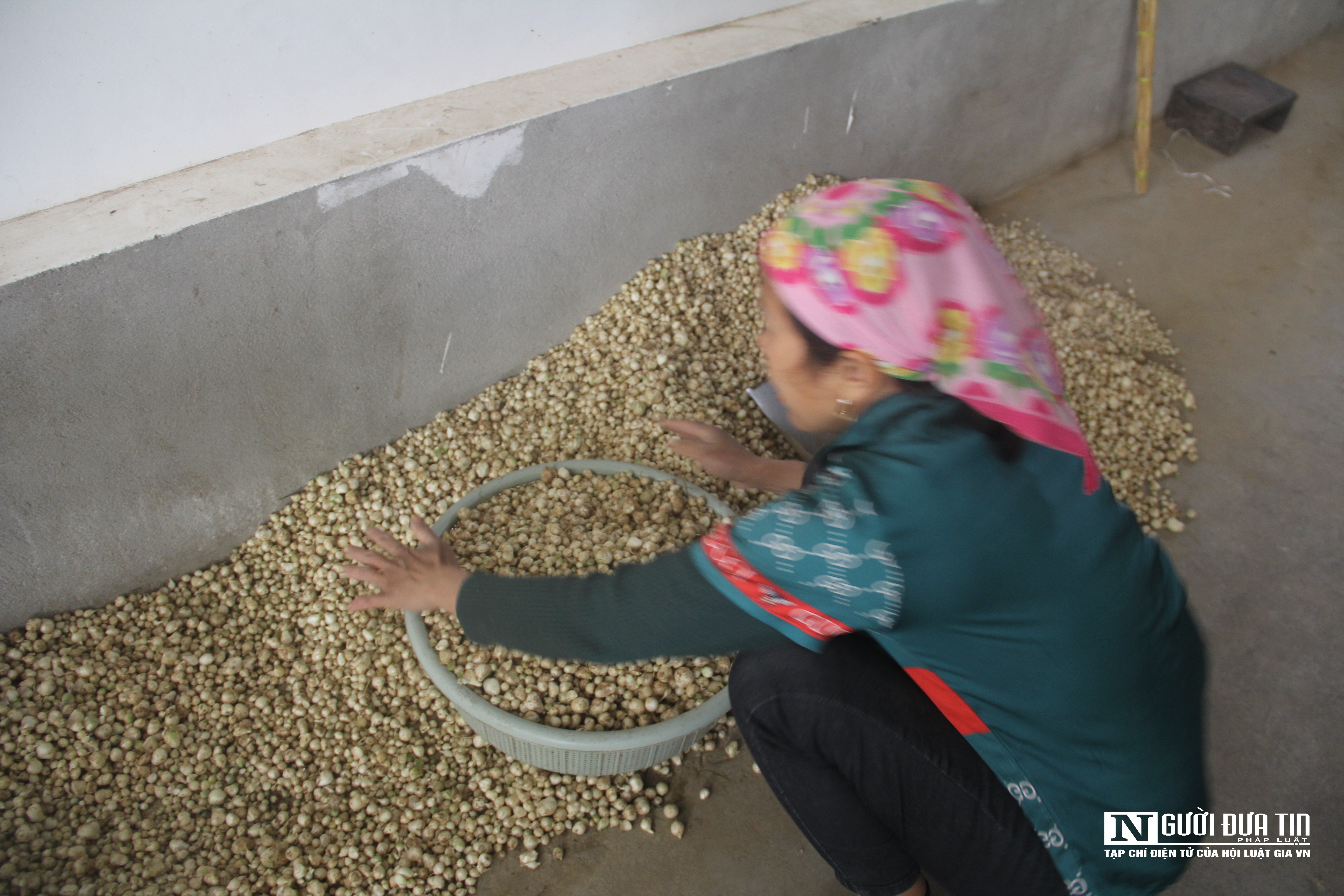 Dân sinh - Nông dân phấn khởi thu hoạch hành tăm vì được mùa, giá tăng gấp 3 lần (Hình 8).