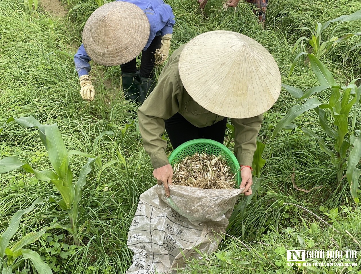 Dân sinh - Nông dân phấn khởi thu hoạch hành tăm vì được mùa, giá tăng gấp 3 lần (Hình 4).