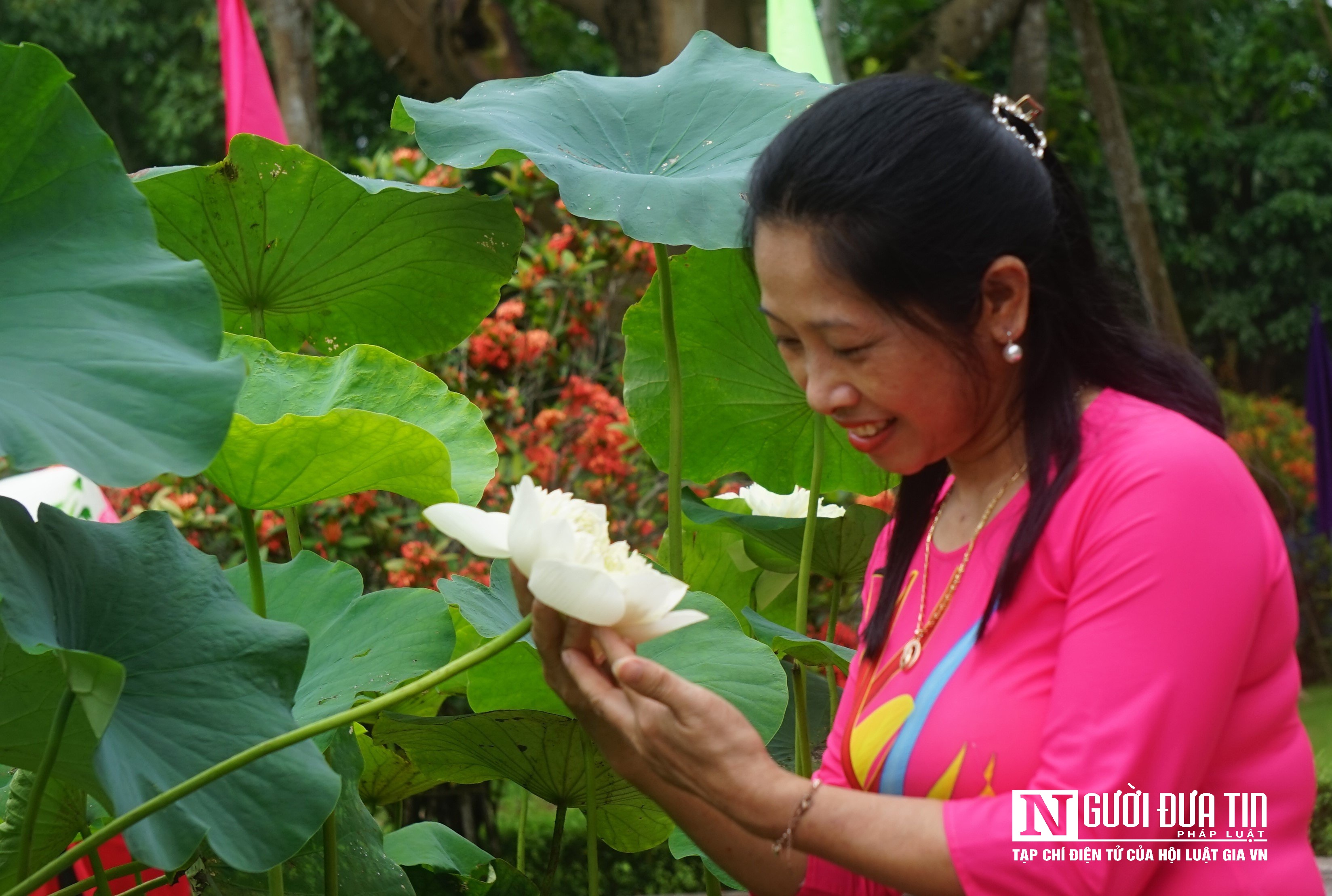 Sự kiện - Hoa sen rực nở, thơm ngát trên quê hương Bác Hồ (Hình 7).