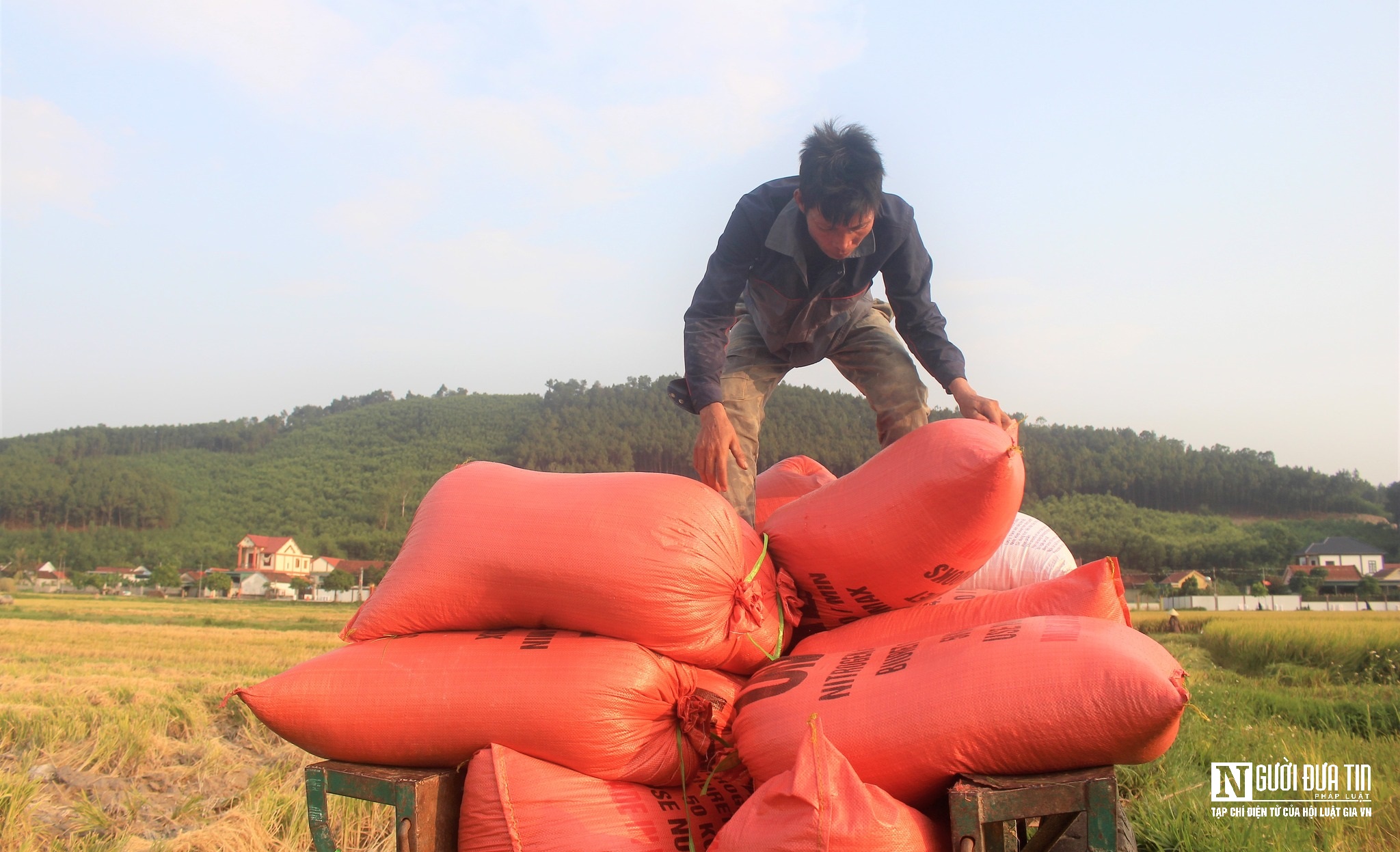 Dân sinh - Còng lưng dưới nắng 40 độ C, người vận chuyển lúa bỏ túi tiền triệu (Hình 5).