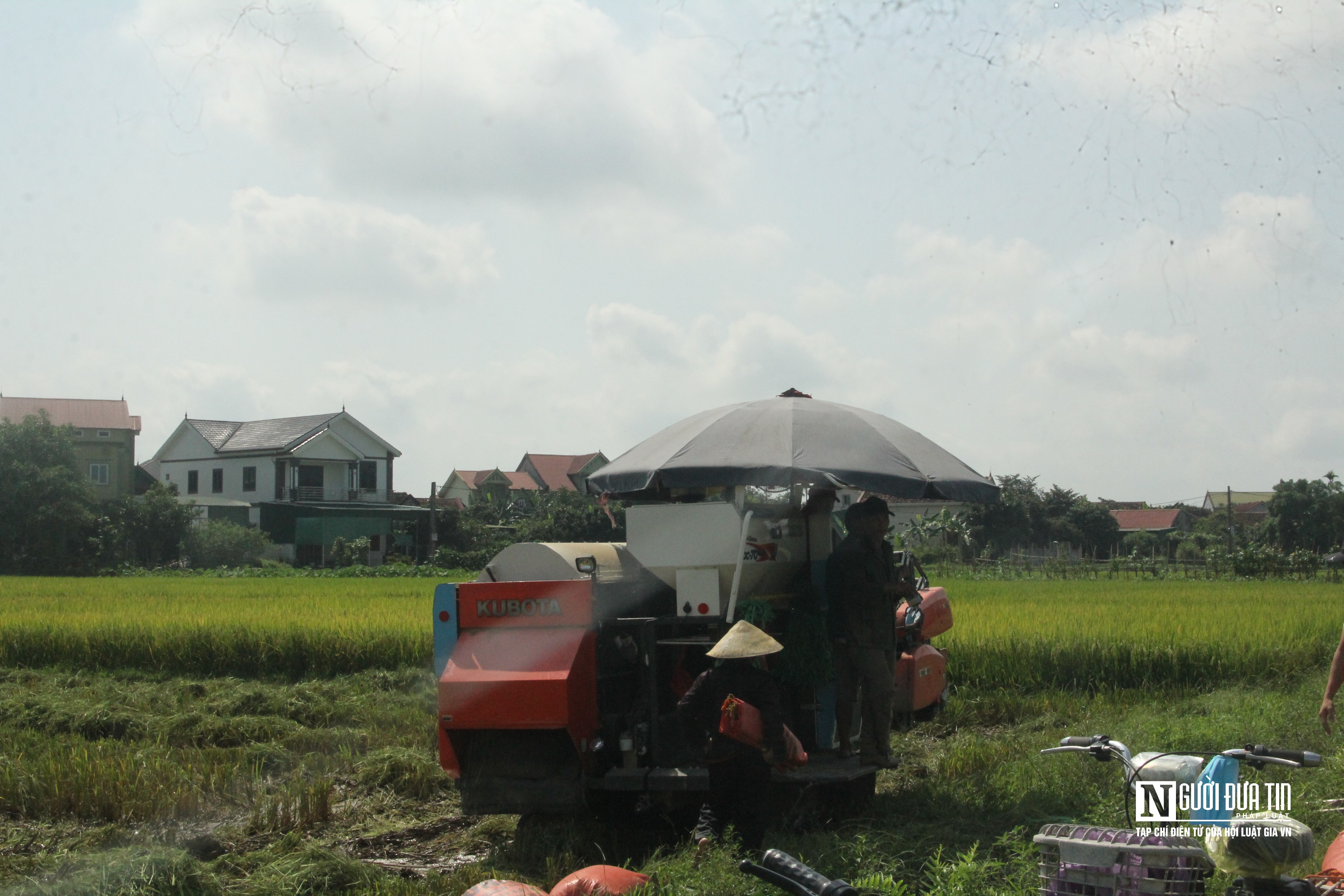 Dân sinh - Còng lưng dưới nắng 40 độ C, người vận chuyển lúa bỏ túi tiền triệu (Hình 12).